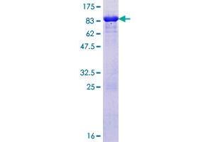 Image no. 1 for RAD23 Homolog A (RAD23A) (AA 1-363) protein (GST tag) (ABIN1317273)