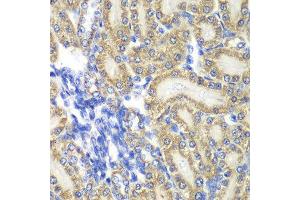 Immunohistochemistry of paraffin-embedded rat kidney using PTGES2 antibody at dilution of 1:100 (x40 lens). (PTGES2 anticorps)