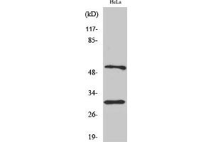 Western Blot analysis of various cells using Caspase-10 B/C Polyclonal Antibody. (Caspase 10 B/C (AA 400-480) anticorps)