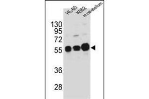 CK1G Antibody (Center ) (ABIN391377 and ABIN2841388) western blot analysis in HL-60,K562 cell line and mouse cerebellum tissue lysates (35 μg/lane). (CAMK1G anticorps  (AA 211-241))