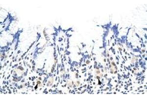 Immunohistochemical staining (Formalin-fixed paraffin-embedded sections) of human stomach with HNRNPA1L2 polyclonal antibody  at 4-8 ug/mL working concentration. (HNRNPA1L2 anticorps  (N-Term))
