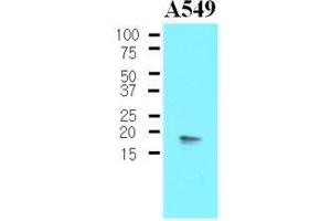 The Cell lysates of A549 (30 ug) were resolved by SDS-PAGE, transferred to nitrocellulose membrane and probed with anti-human PPP1R14A (1:500).