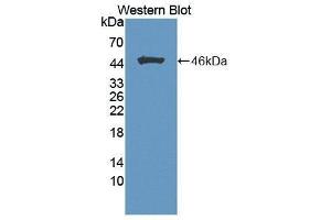 Western Blotting (WB) image for anti-Fibroblast Growth Factor 1 (Acidic) (FGF1) (AA 16-155) antibody (ABIN1864319) (FGF1 anticorps  (AA 16-155))