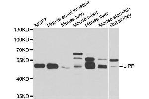 Western blot analysis of extracts of various cell lines, using LIPF antibody. (LIPF anticorps  (AA 219-398))