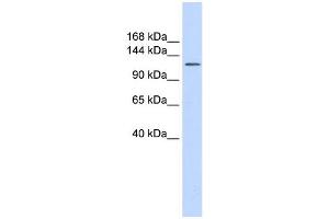WB Suggested Anti-SLC24A1 Antibody Titration:  0. (SLC24A1 anticorps  (Middle Region))
