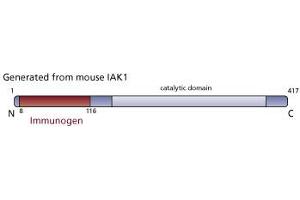 Image no. 3 for anti-Aurora Kinase A (AURKA) (AA 8-116) antibody (ABIN968261)