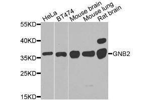 Western blot analysis of extracts of various cell lines, using GNB2 antibody. (GNB2 anticorps  (AA 1-340))