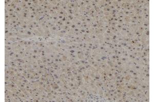 ABIN6272894 at 1/100 staining Mouse liver tissue by IHC-P. (PPP1R15B anticorps)
