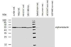 Western blotting analysis of human alpha-tubulin using mouse monoclonal antibody TU-01 on lysates of various cell lines under reducing and non-reducing conditions.