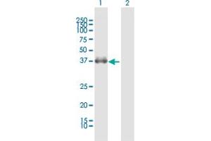 Western Blot analysis of FCGR2B expression in transfected 293T cell line by FCGR2B MaxPab polyclonal antibody.