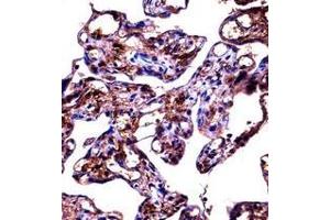Immunohistochemistry analysis in formalin fixed and paraffin embedded human placenta tissue reacted with Fibulin-1 Antibody (C-term) followed by peroxidase conjugation of the secondary antibody and DAB staining.