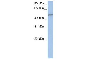 Collagen Type XXV Alpha 1 antibody used at 1 ug/ml to detect target protein. (COL25A1 anticorps  (Middle Region))