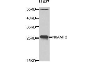 Western blot analysis of extracts of U-937 cell line, using N6AMT2 antibody. (N6AMT2 anticorps)