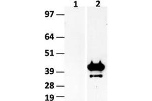 Western Blotting (WB) image for anti-Hes Family bHLH Transcription Factor 1 (HES1) (AA 1-280) antibody (ABIN2722645) (HES1 anticorps  (AA 1-280))