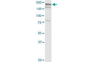 GBF1 monoclonal antibody (M04), clone 4B2.