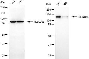 Western blotting analysis using NEDD4L antibody (ABIN7798419). (Recombinant NEDD4-2 anticorps)