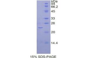 SDS-PAGE analysis of Cow BMP4 Protein. (BMP4 Protéine)