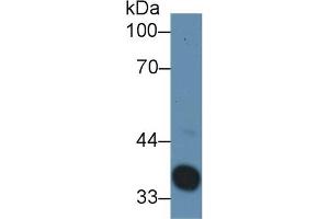 Detection of Hpt in Rat Serum using Polyclonal Antibody to Haptoglobin (Hpt)