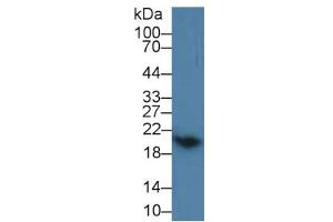 Rabbit Capture antibody from the kit in WB with Positive Control: Mouse cerebrum lysate. (Growth Hormone 1 Kit CLIA)