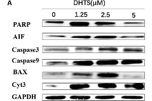 Apoptosis related proteins were detected in EOMA cells after treated with DHTS and propranolol.