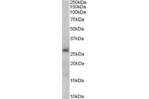 Image no. 1 for anti-Sirtuin 3 (SIRT3) (C-Term) antibody (ABIN374622) (SIRT3 anticorps  (C-Term))