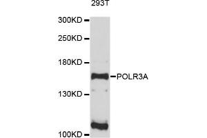 Western blot analysis of extracts of 293T cells, using POLR3A antibody. (POLR3A anticorps)