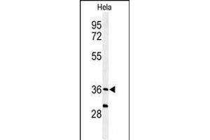 Western blot analysis of SUMF1 Antibody (C-Term) (ABIN653924 and ABIN2843158) in Hela cell line lysates (35 μg/lane). (SUMF1 anticorps  (C-Term))
