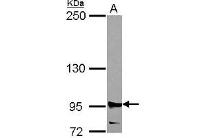 Western Blotting (WB) image for anti-Ribonucleotide Reductase M1 (RRM1) (AA 246-792) antibody (ABIN1500769) (RRM1 anticorps  (AA 246-792))