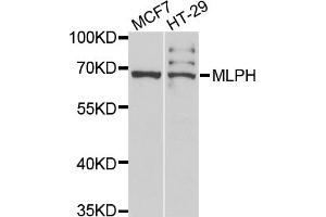 Western blot analysis of extracts of various cell lines, using MLPH antibody. (Melanophilin anticorps)