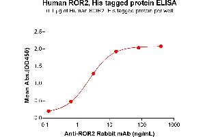 ELISA plate pre-coated by 1 μg/mL (100 μL/well) Human protein, His Tag (ABIN6964076, ABIN7042407 and ABIN7042408) can bind Anti- Rabbit mAb in a linear range of 0.