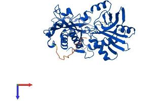 AlphaFold protein structure predicition of Mouse Recombinant Bcat1 Protein, UniprotID P24288