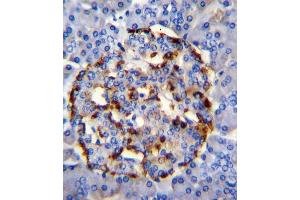 PLA2G2D Antibody immunohistochemistry analysis in formalin fixed and paraffin embedded human pancrease tissue followed by peroxidase conjugation of the secondary antibody and DAB staining. (PLA2G2D anticorps  (C-Term))