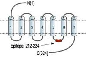 Representative domain view of the target of ABIN7042921. (MAS1 anticorps  (3rd Intracellular Loop))