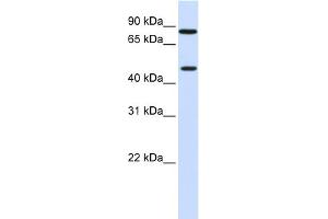 WB Suggested Anti-ZNF710 Antibody Titration:  0. (ZNF710 anticorps  (N-Term))