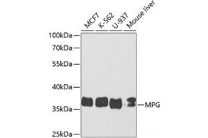 Western blot analysis of extracts of various cell lines using MPG Polyclonal Antibody at dilution of 1:1000. (MPG anticorps)