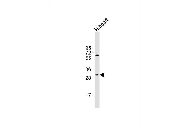 MEOX1 anticorps  (N-Term)