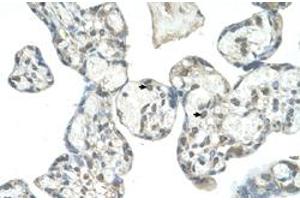 Immunohistochemical staining (Formalin-fixed paraffin-embedded sections) of human placenta with EPS8L1 polyclonal antibody  at 4-8 ug/mL working concentration. (EPS8-Like 1 anticorps  (N-Term))