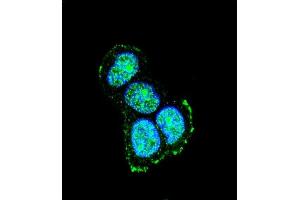 Confocal immunofluorescent analysis of JIP1 Antibody (C-term) (ABIN652961 and ABIN2842613) with MCF-7 cell followed by Alexa Fluor® 488-conjugated goat anti-rabbit lgG (green). (MAPK8IP1 anticorps  (C-Term))