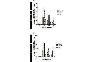 The relationships of the Wnt and Notch signaling pathway and the proliferation of epidermal stem cells was analyzed by immunofluorescence.