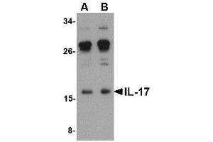 Image no. 1 for anti-Interleukin 17A (IL17A) (Internal Region) antibody (ABIN341694) (Interleukin 17a anticorps  (Internal Region))