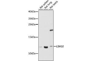 Western blot analysis of extracts of various cell lines, using LSM10 antibody (ABIN7268305) at 1:1000 dilution.