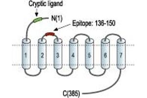 anti-Coagulation Factor II (Thrombin) Receptor-Like 3 (F2RL3) (1st Extracellular Loop), (AA 136-150) antibody (FITC)