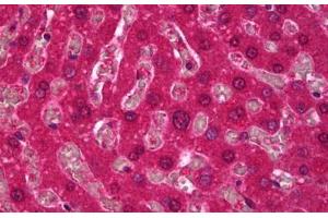 Anti-SPHK1 antibody IHC staining of human liver. (SPHK1 anticorps)