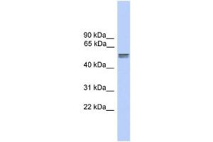 WB Suggested Anti-CDR2L Antibody Titration:  0. (CDR2L anticorps  (N-Term))