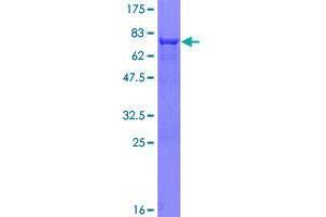 Image no. 1 for ELAC1 (ELAC1) (AA 1-363) protein (GST tag) (ABIN1352656)