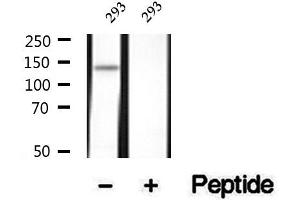 Western blot analysis of extracts of 293 cells, using Phospho-MYPT1 (Thr696) Antibody.