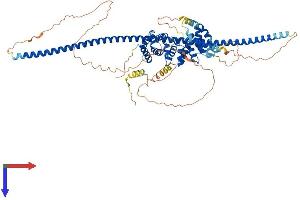 AlphaFold protein structure predicition of Mouse Recombinant Ccdc138 Protein, UniprotID Q0VF22