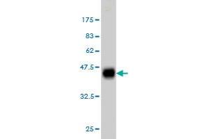 Western Blot detection against Immunogen (35.