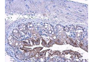 IHC-P Image LETM1 antibody detects LETM1 protein at cytoplasm on mouse colon by immunohistochemical analysis. (LETM1 anticorps  (C-Term))