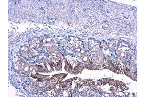 IHC-P Image LETM1 antibody detects LETM1 protein at cytoplasm on mouse colon by immunohistochemical analysis.